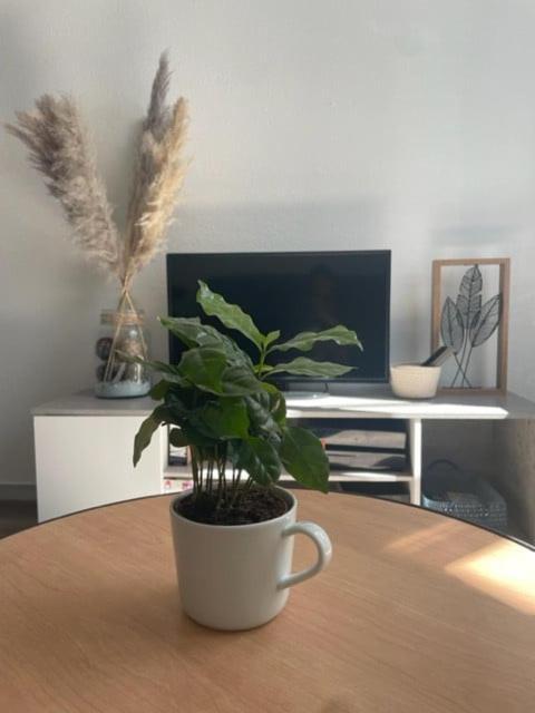Appartement Calme Au Coeur De La Ville 隆勒索涅 外观 照片